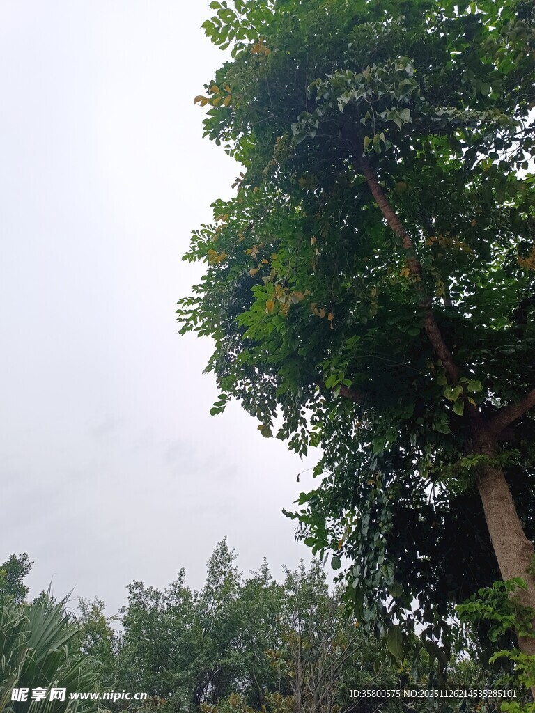 高大绿树于户外景致中