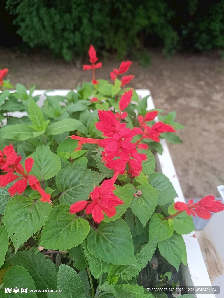 鲜艳串串红绽放绿意中