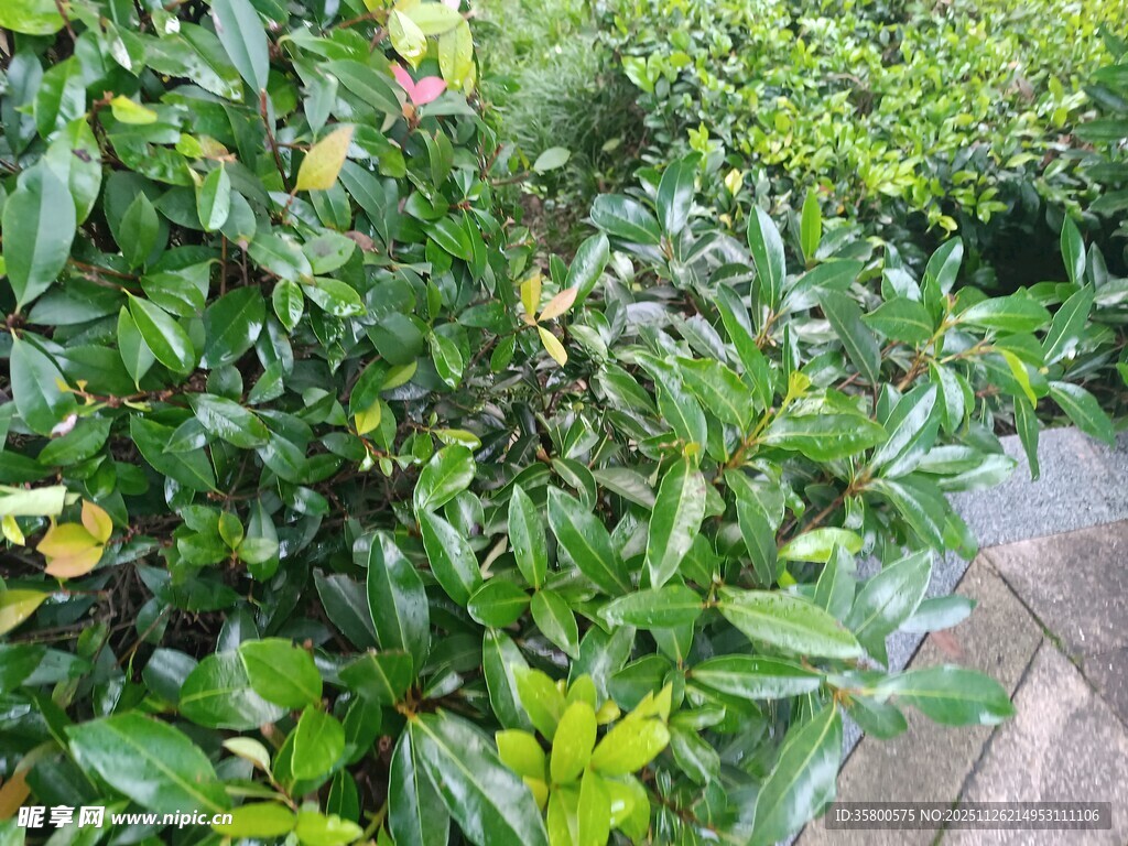 绿叶繁茂的植物景观