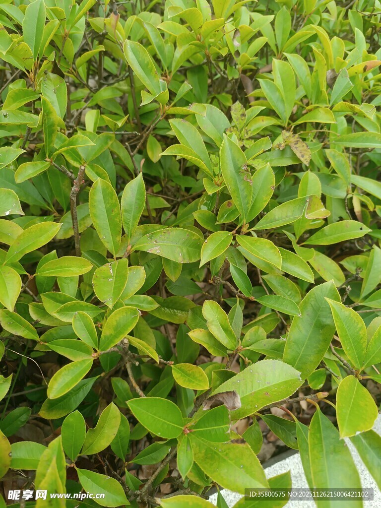 翠绿繁茂的灌木丛