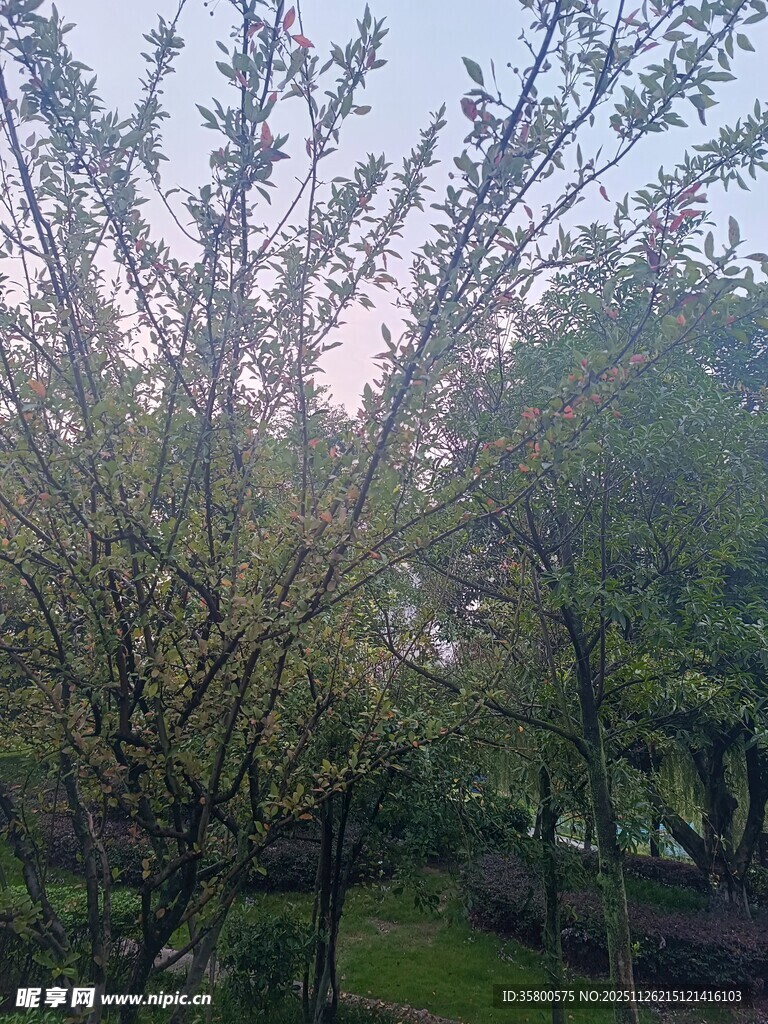 春日繁花盛开的树木景观