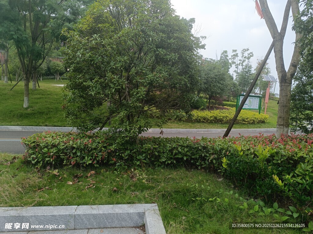 路边绿植景观