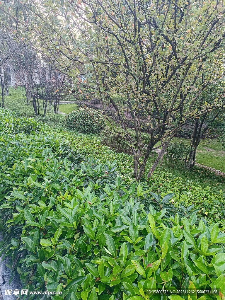 春日繁茂绿植与树木景观