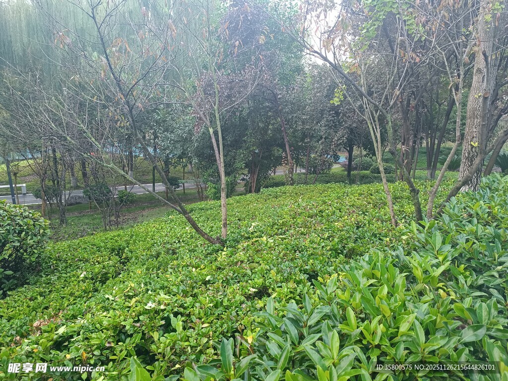 绿意盎然的树林与草地