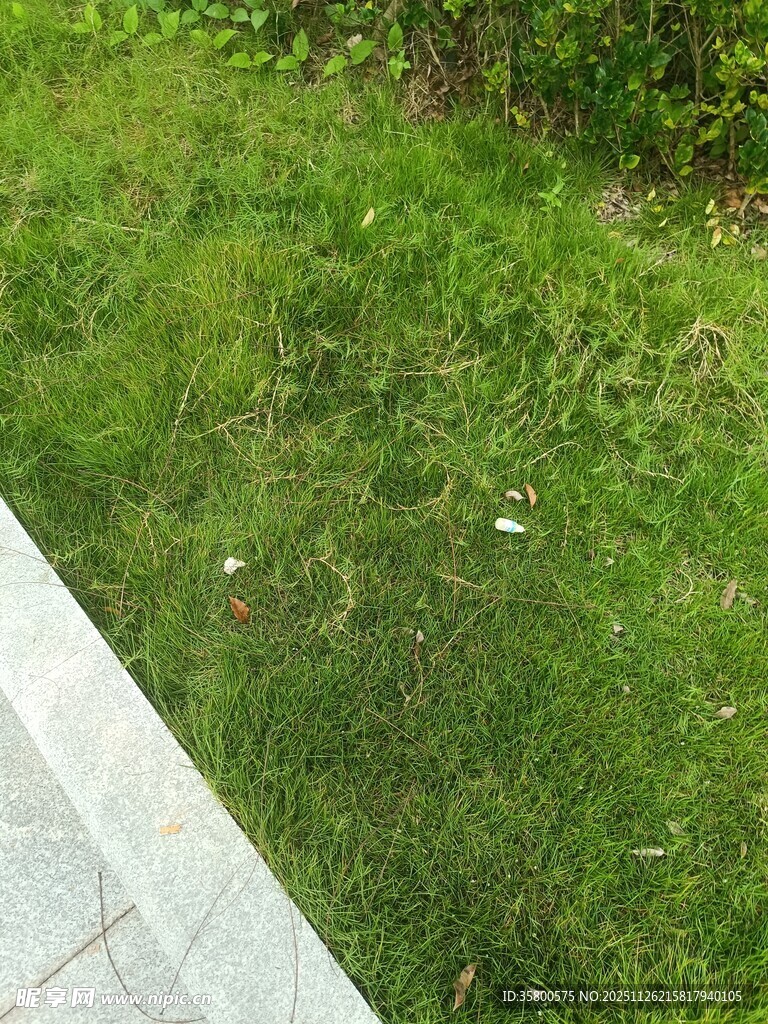 草坪上的自然清新景致