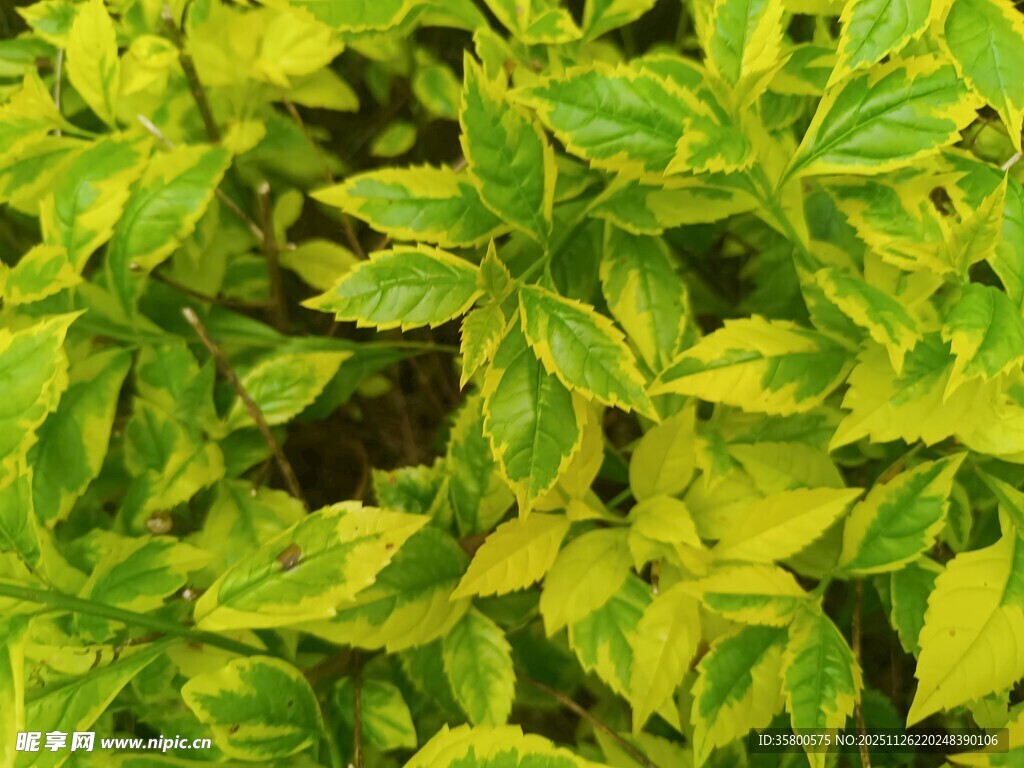 黄绿相间的斑斓叶片