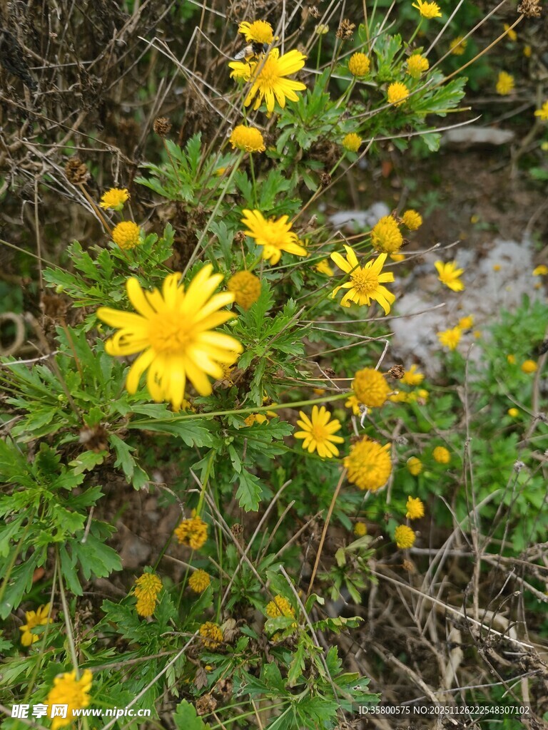 黄色小花绽放于草丛间