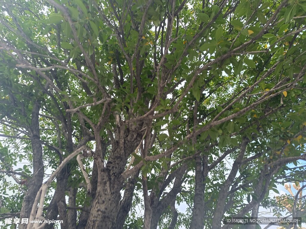 茂密树林中的葱郁树冠