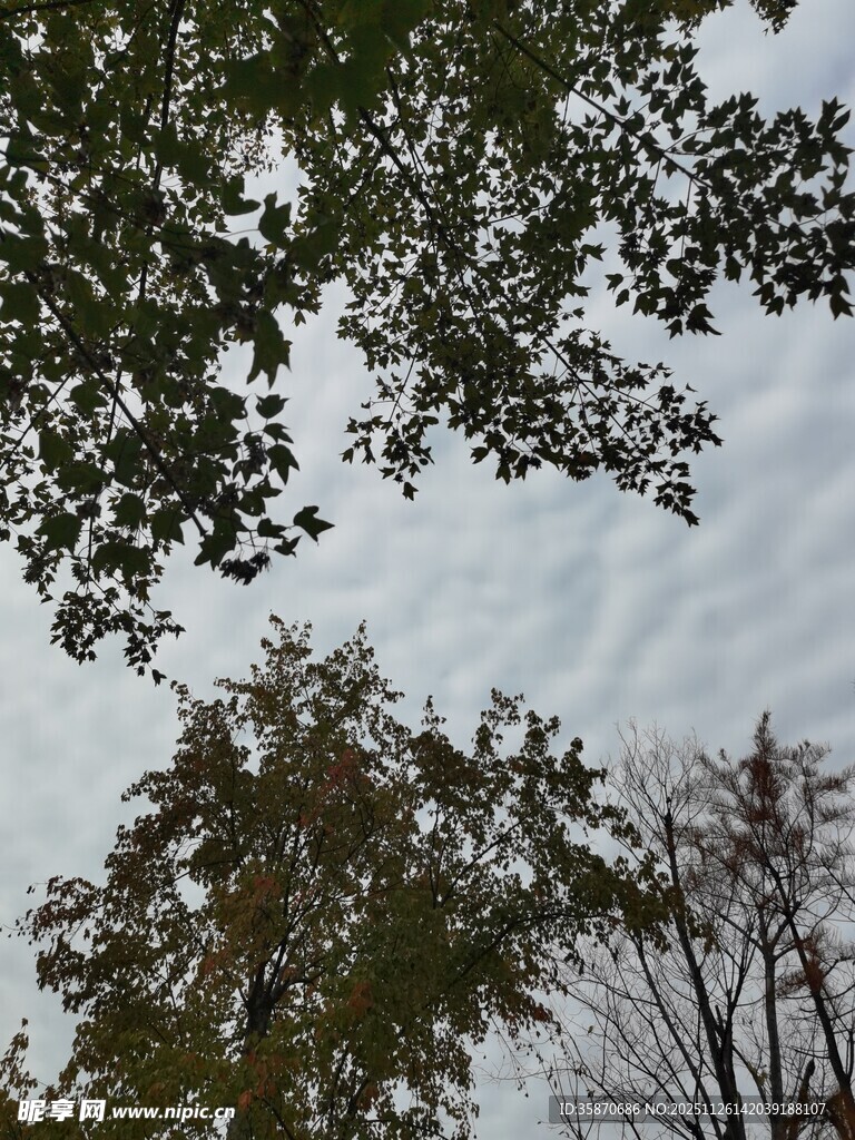 仰视树梢与天空景象