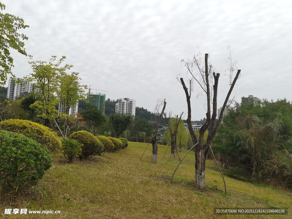 城市中的绿化景观