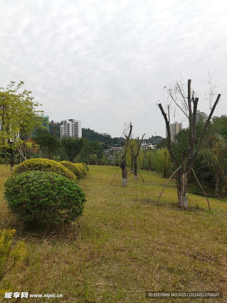 户外草地绿植景观