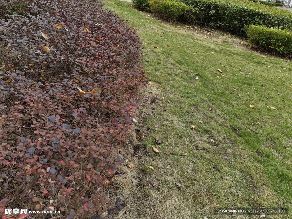 园林绿植景观一角