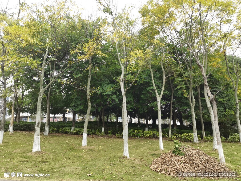 秋日林间草地风景