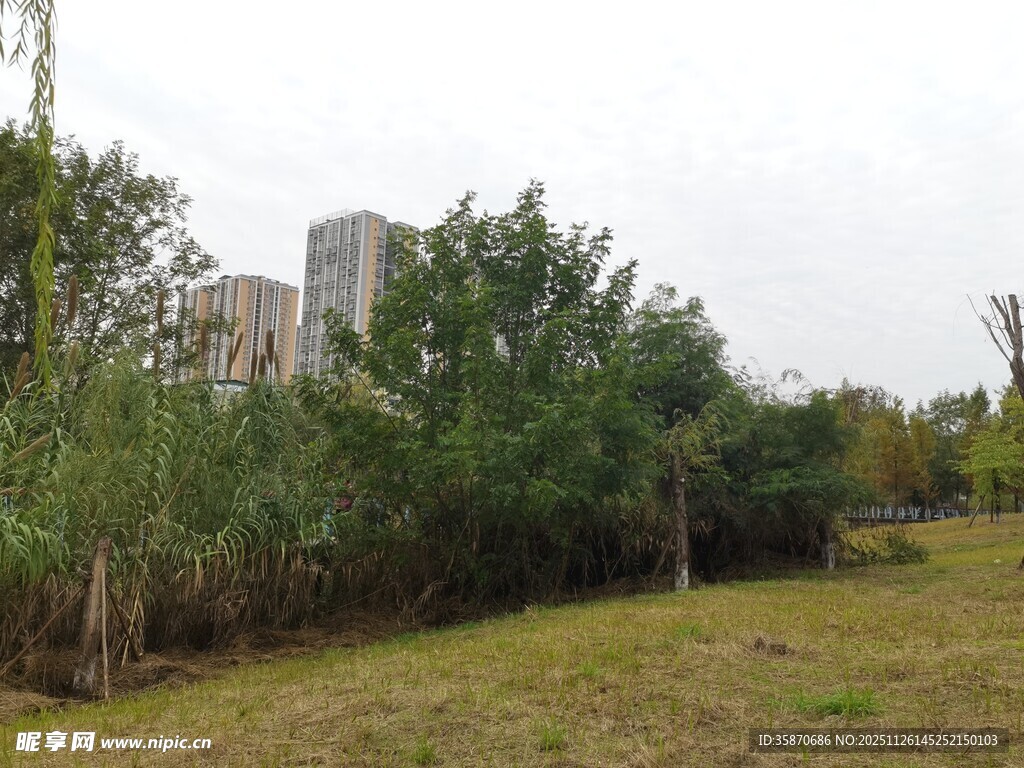 城郊草地树林景观