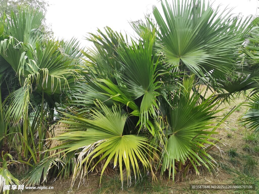 热带棕榈植物景观