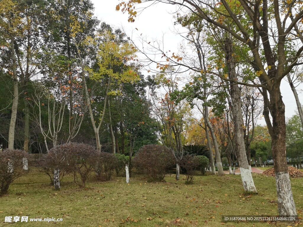 秋日林间修剪整齐的绿植