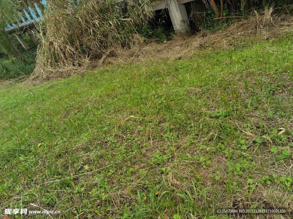 户外草地与周边植被景观