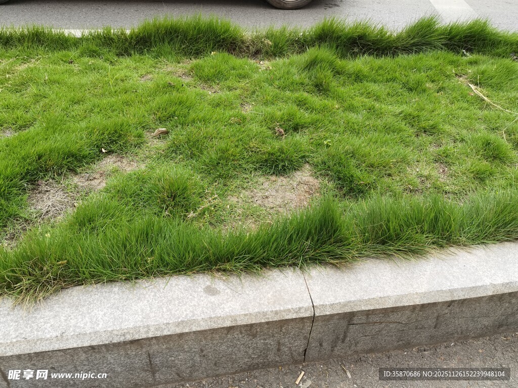 路边茂盛的绿色草坪