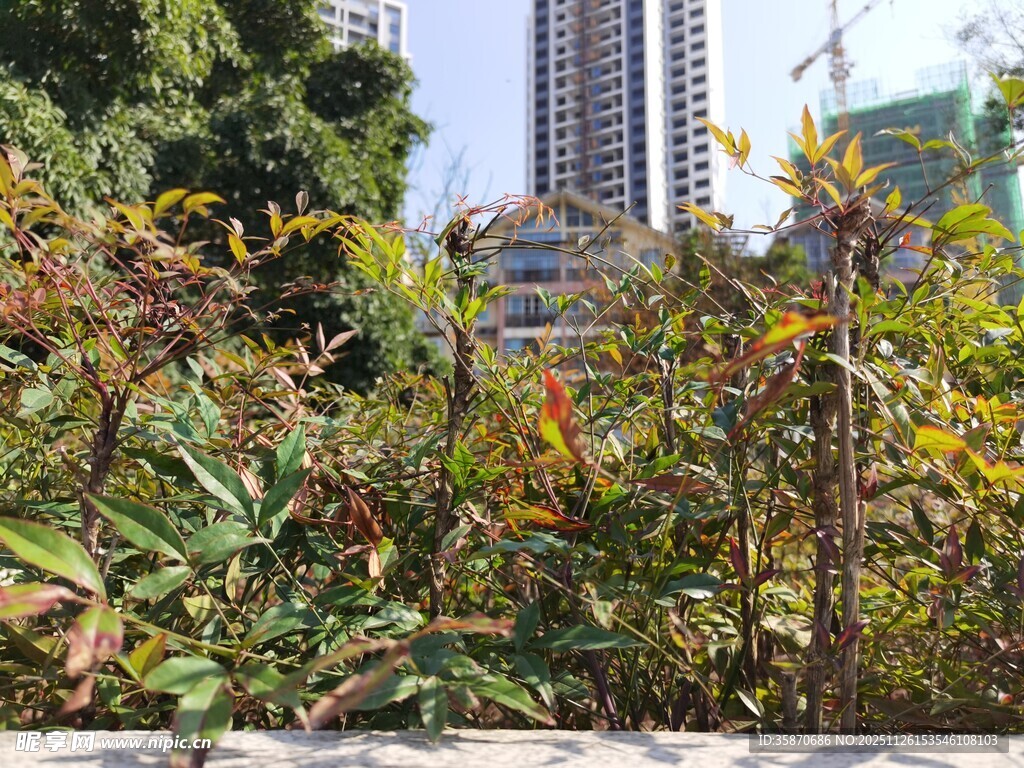 城市中的多彩植物景观