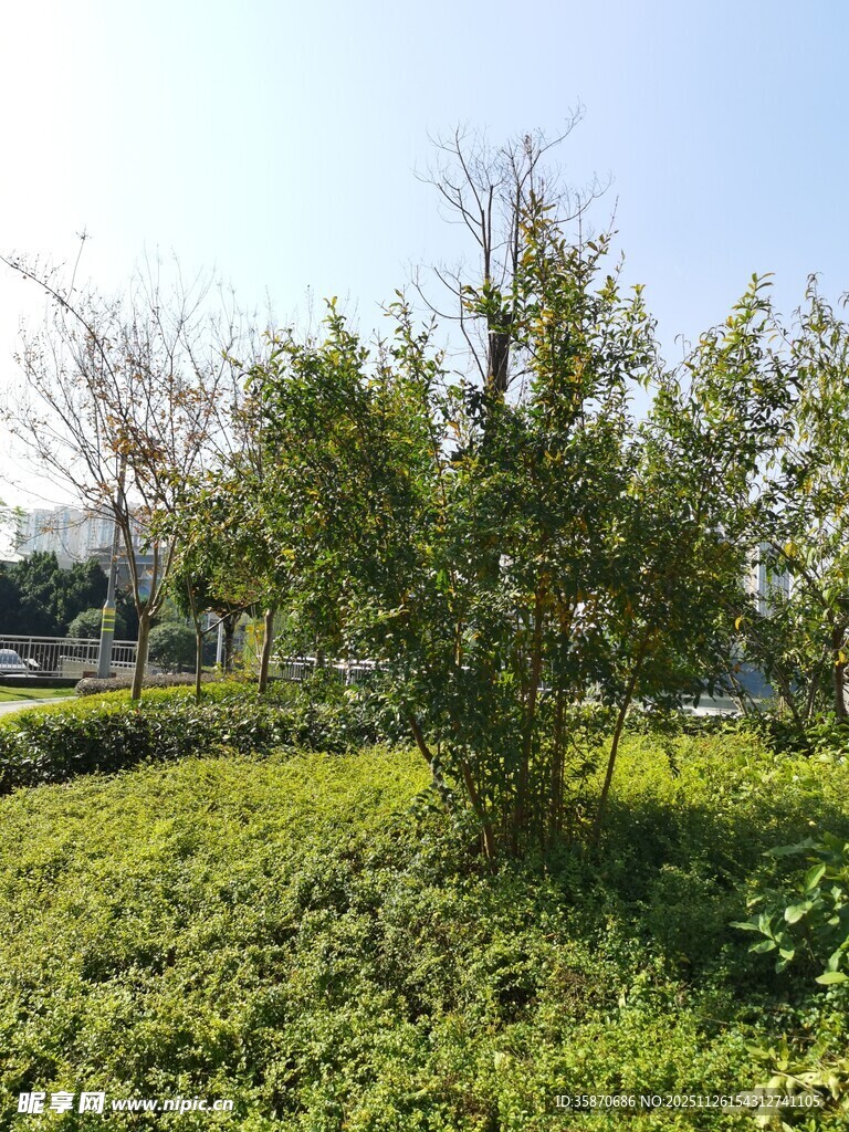 户外绿意盎然的植被景观