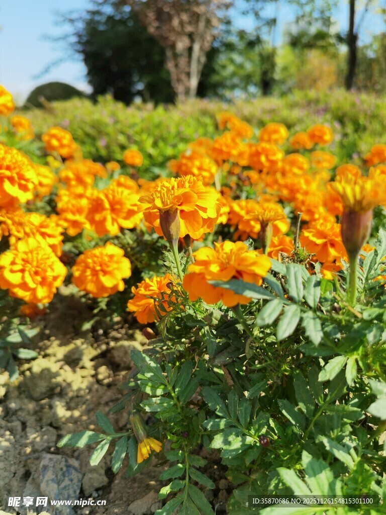 灿烂橘色万寿菊绽放