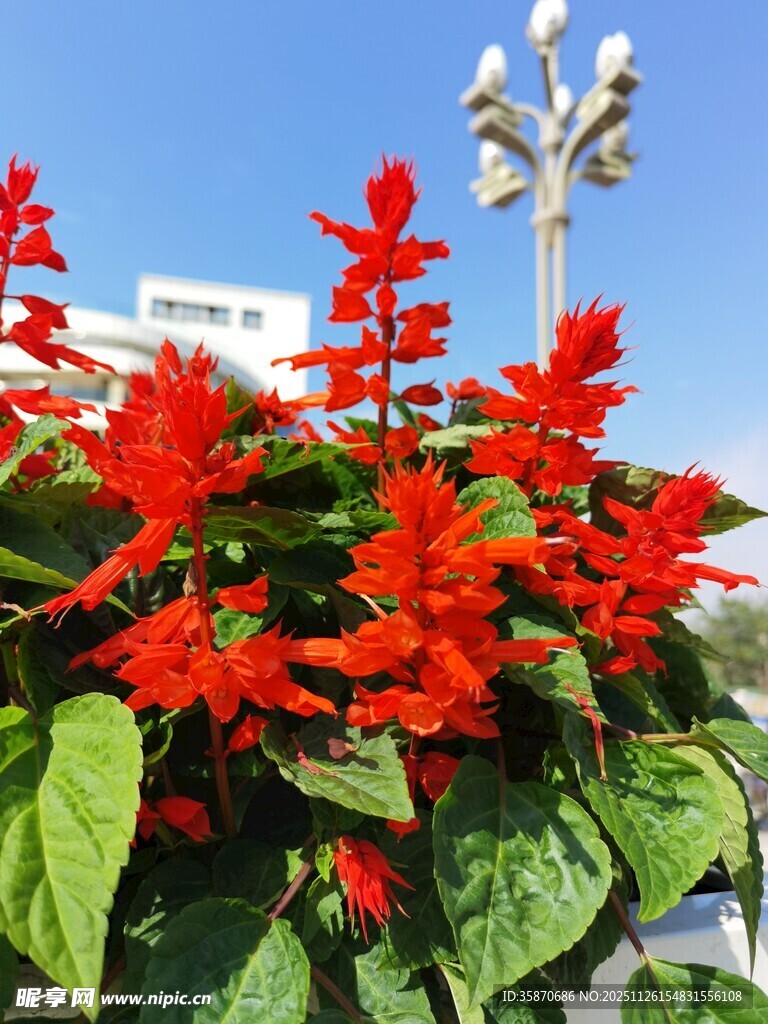 鲜艳串串红绽放于蓝天