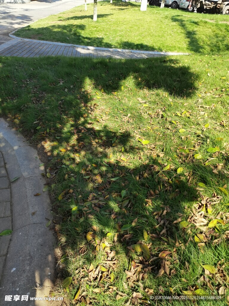 阳光下的草地与树影