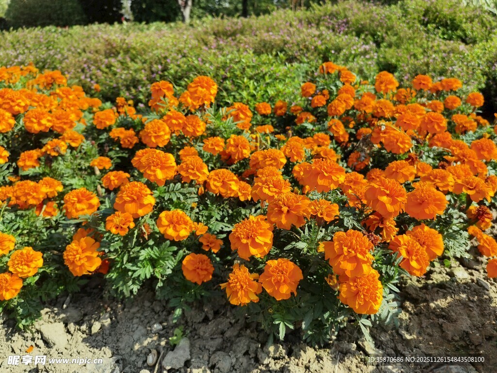 橙色花海绽放生机