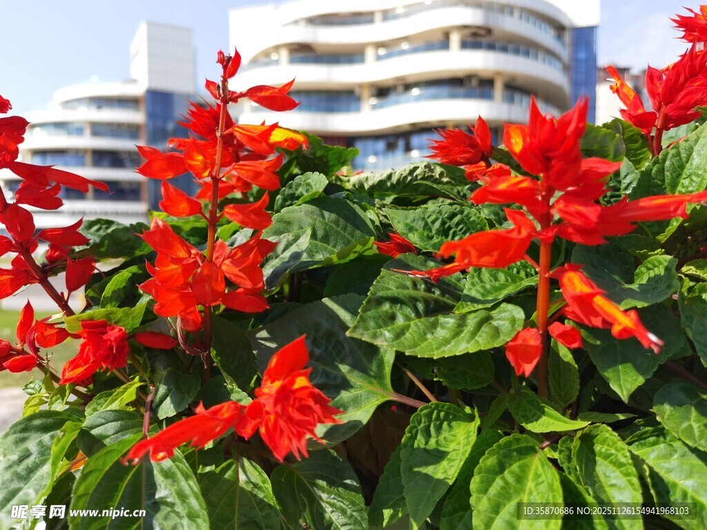 鲜艳红花与城市建筑相映