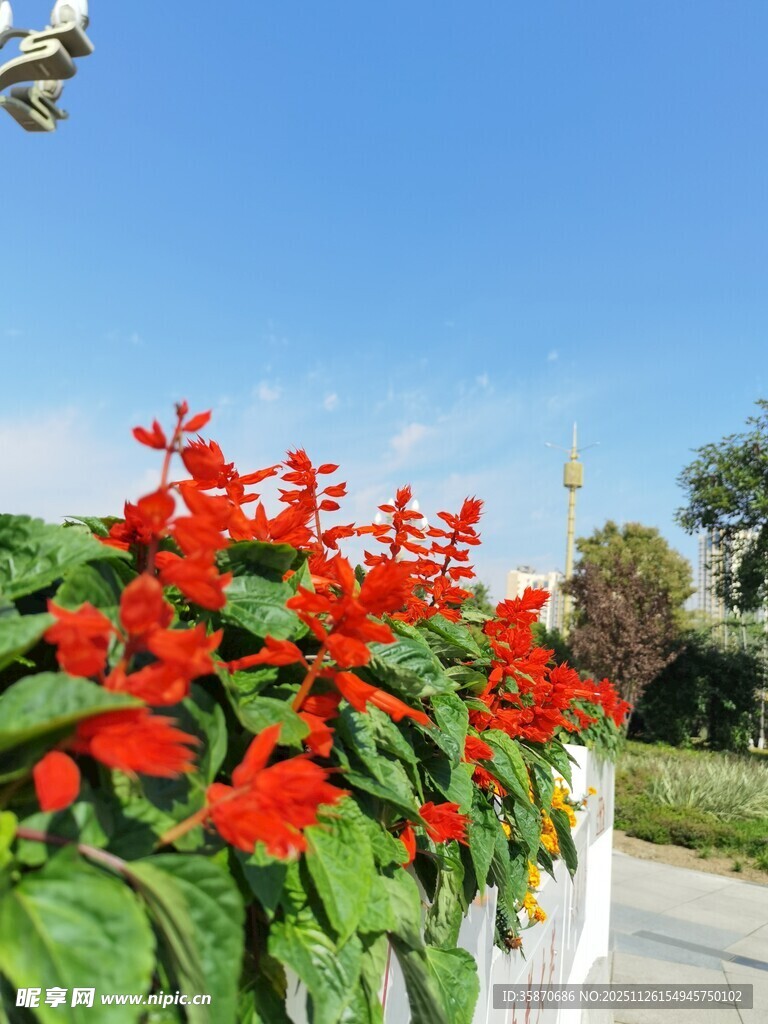 鲜艳红花绽放于绿叶间