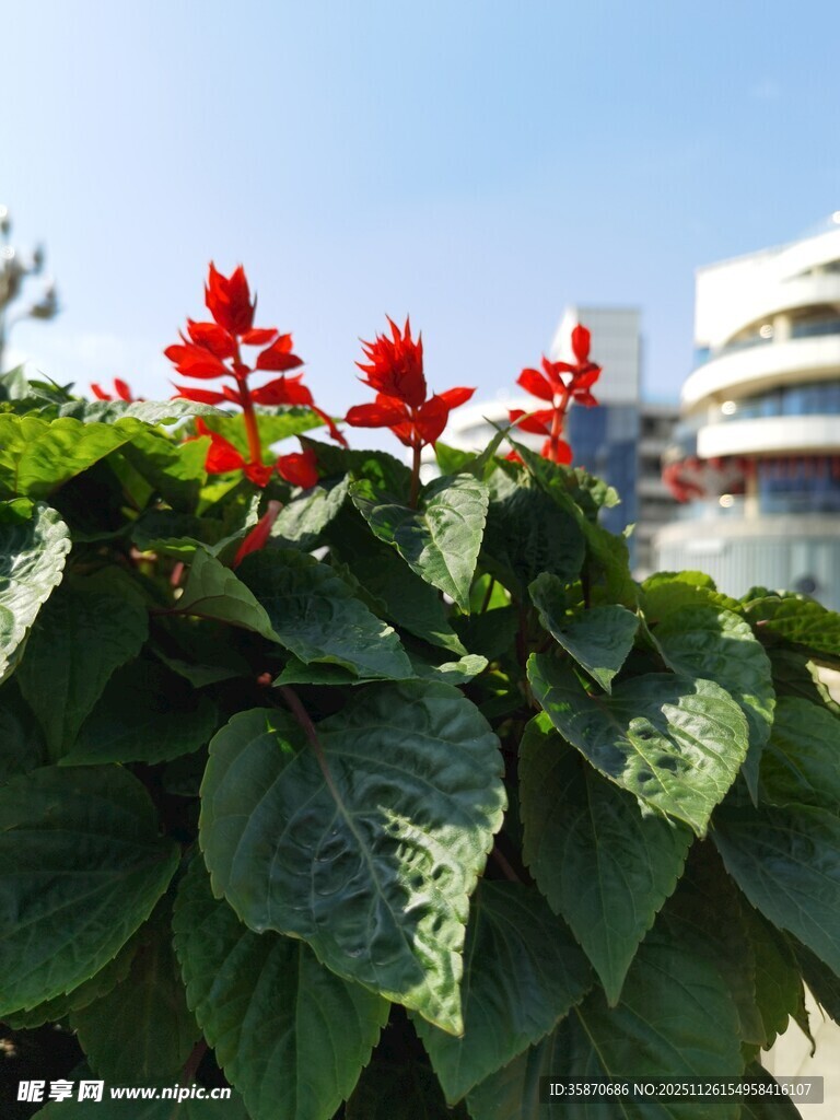 绿叶丛中艳红花朵绽放