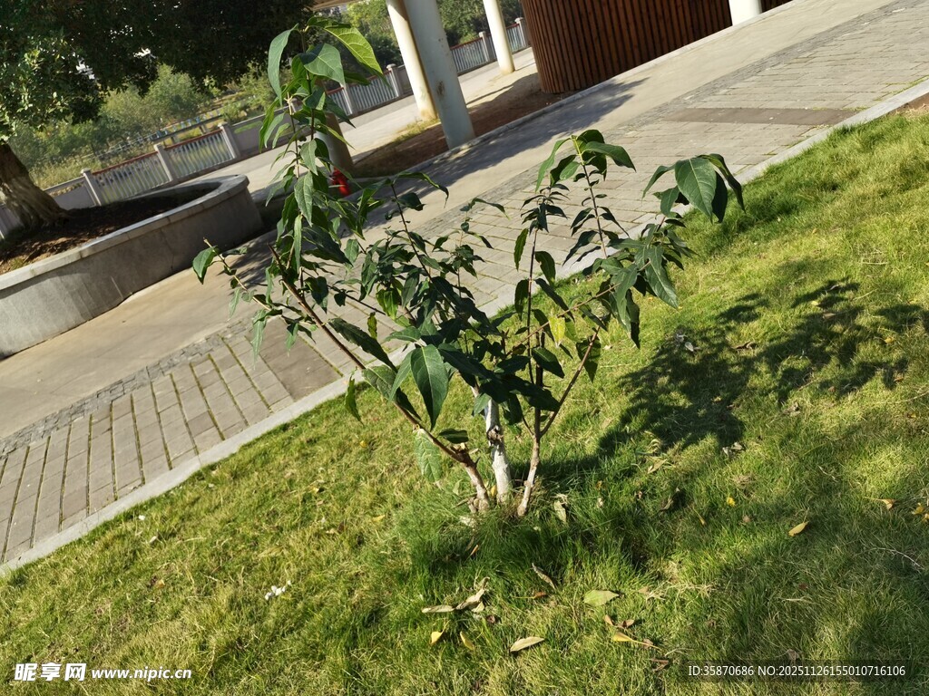 庭院中的绿植小树