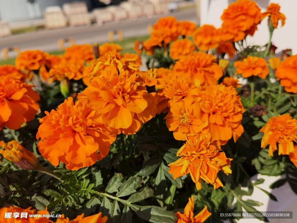 鲜艳橙色万寿菊绽放