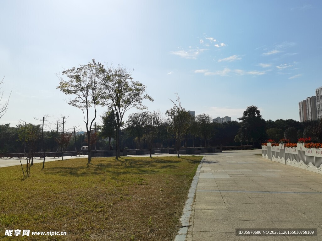 公园宽阔步道旁的树木