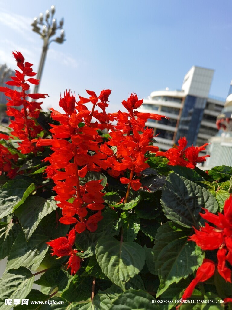 鲜艳串串红绽放于蓝天旁