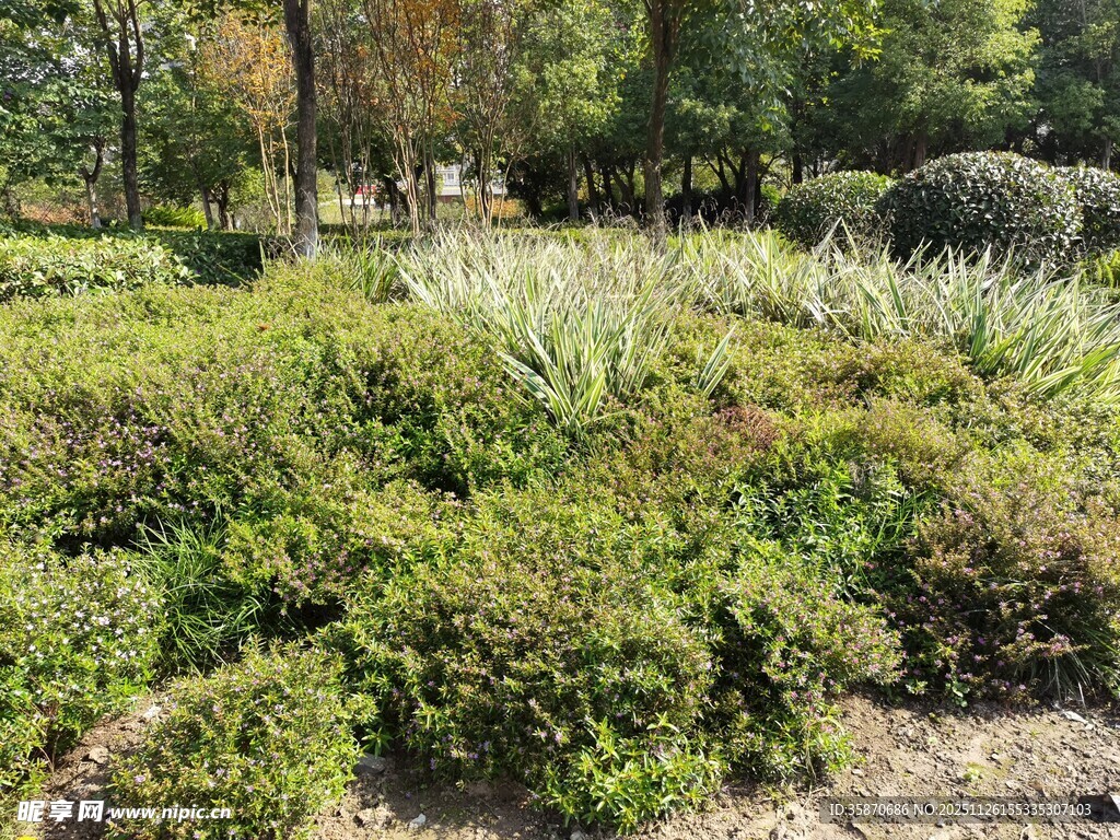绿意盎然的户外植物景观