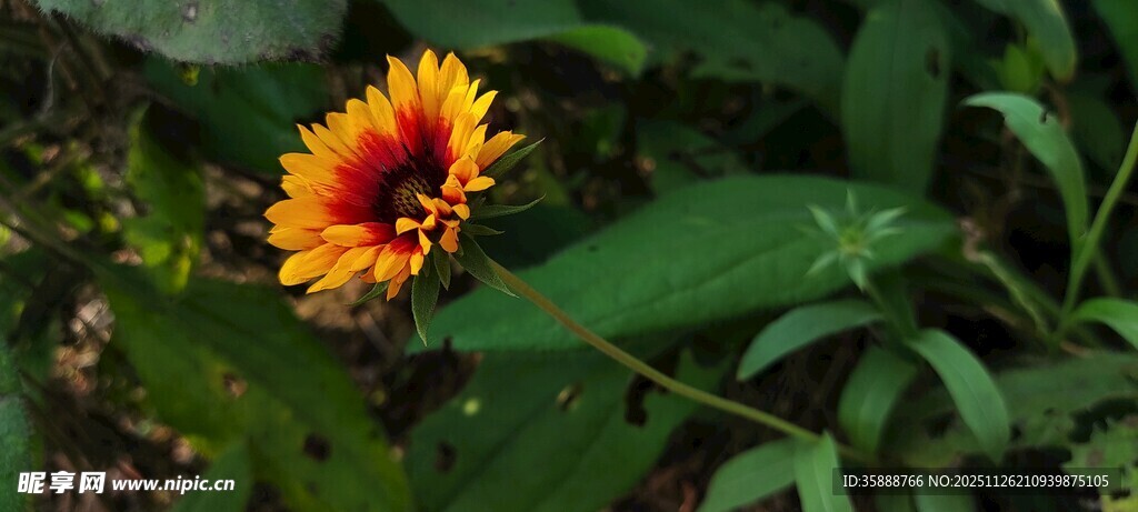 艳丽单朵百日菊绽放绿叶间