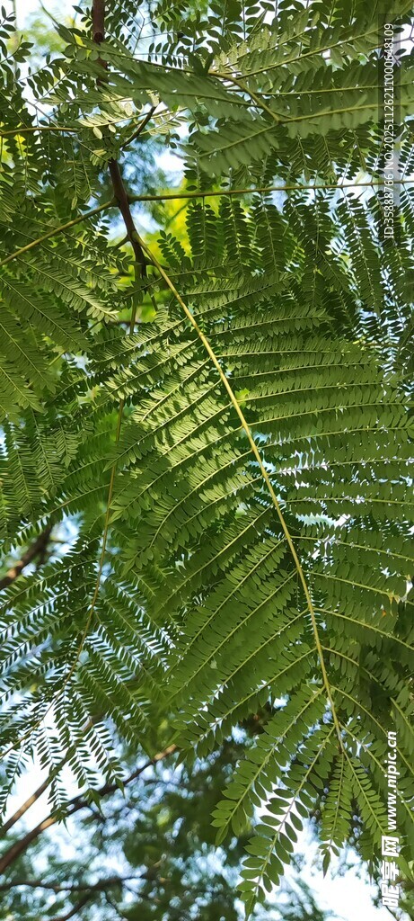 翠绿羽状植物枝叶特写