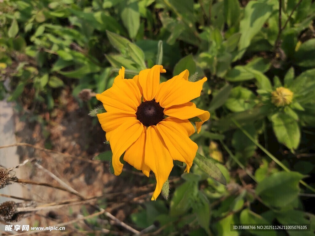 黄色黑心菊绽放于绿植间
