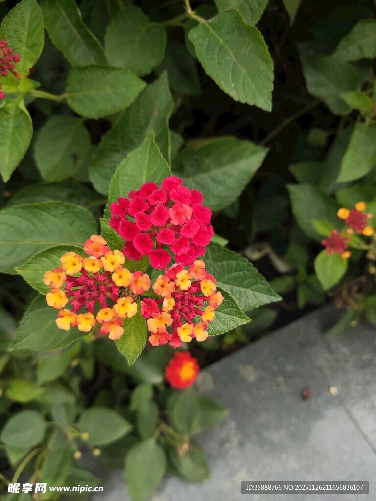 多彩马缨丹绽放于绿叶间