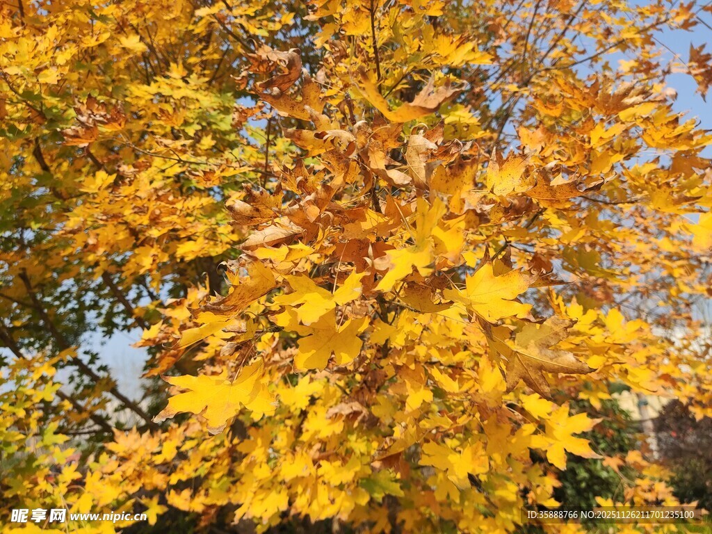 秋日金黄树叶美景