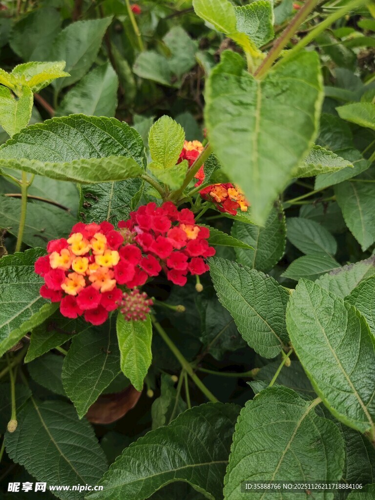 鲜艳马缨丹绽放绿叶间