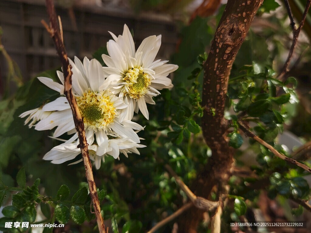 白色花卉绽放枝头