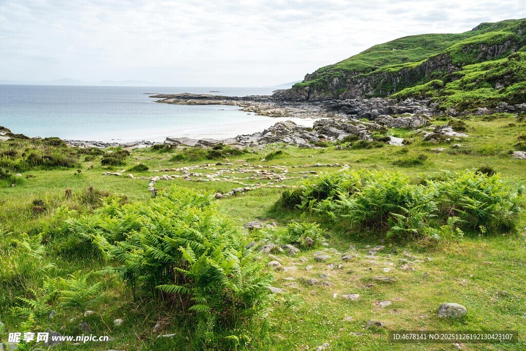 海岸边的翠绿植被景观