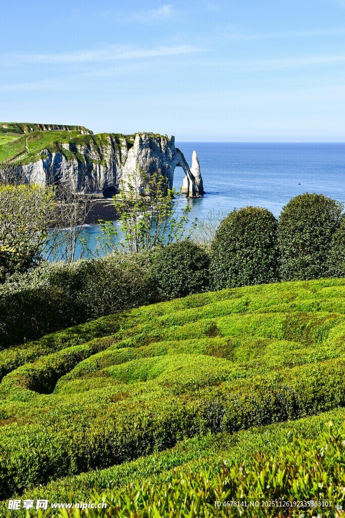 海岸边的翠绿茶园美景