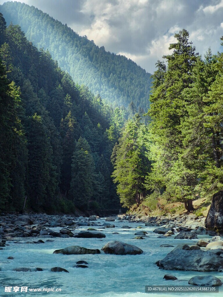 山间溪流旁的葱郁森林