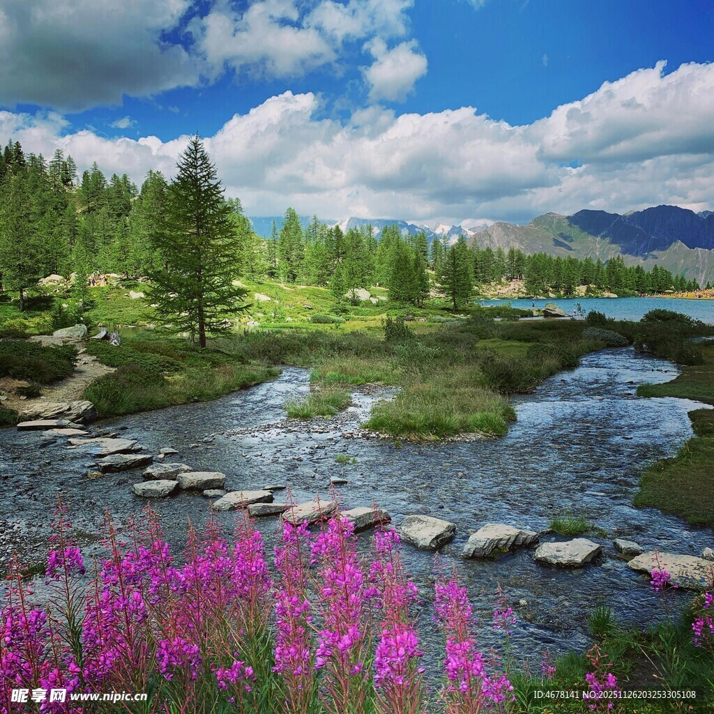 溪边繁花与踏脚石美景