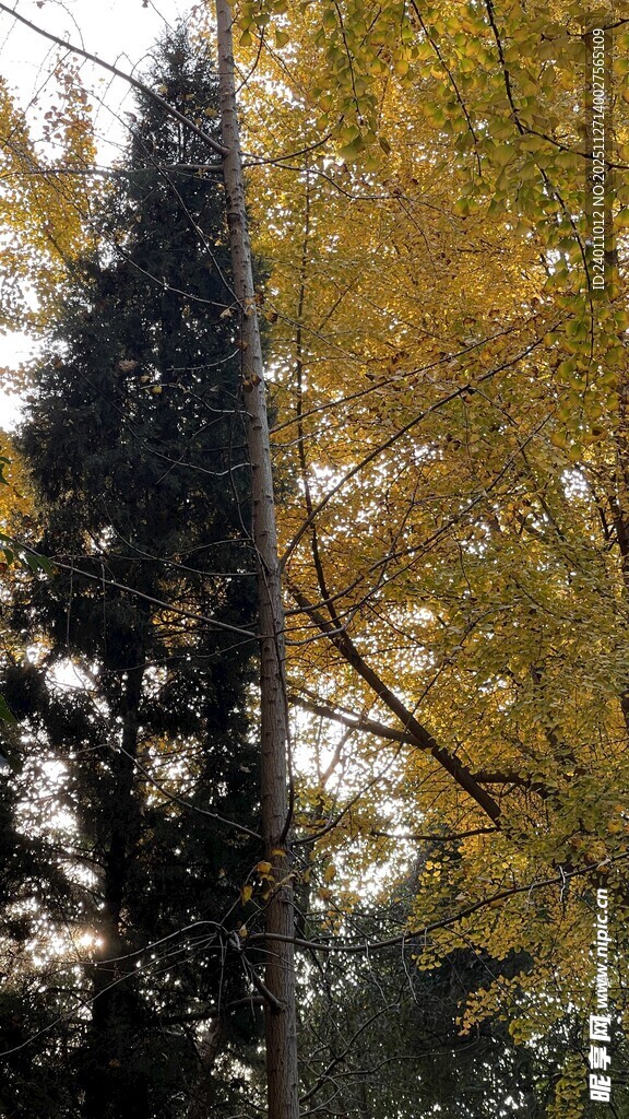 秋日林间树木景致