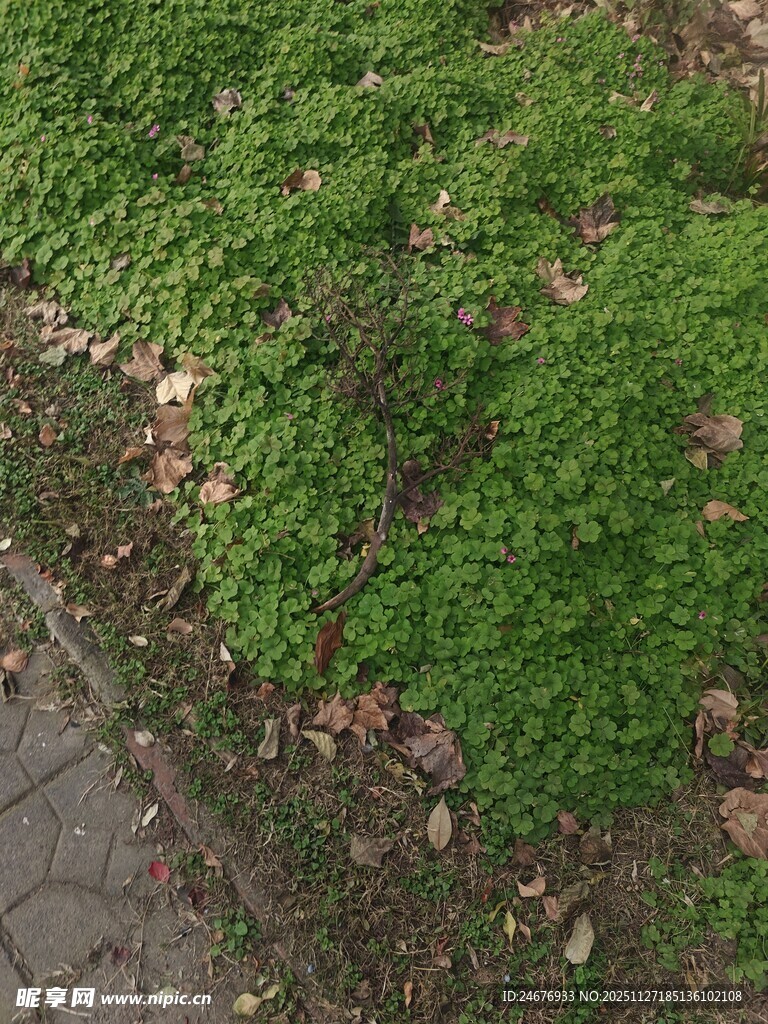 地面上的翠绿苔藓植物