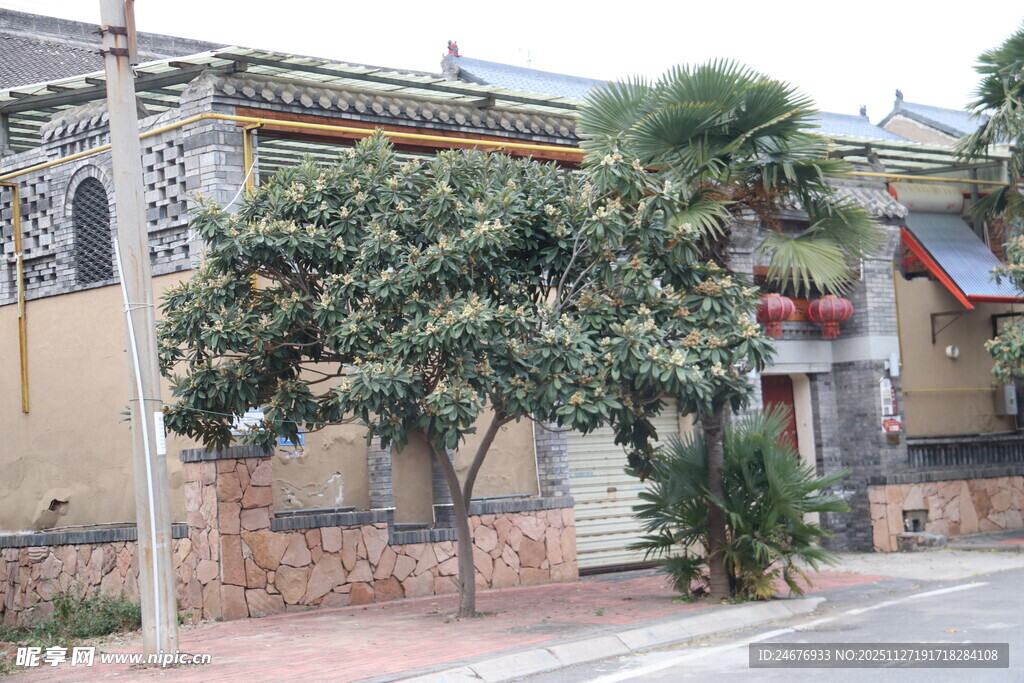 中式古建旁的葱郁树木